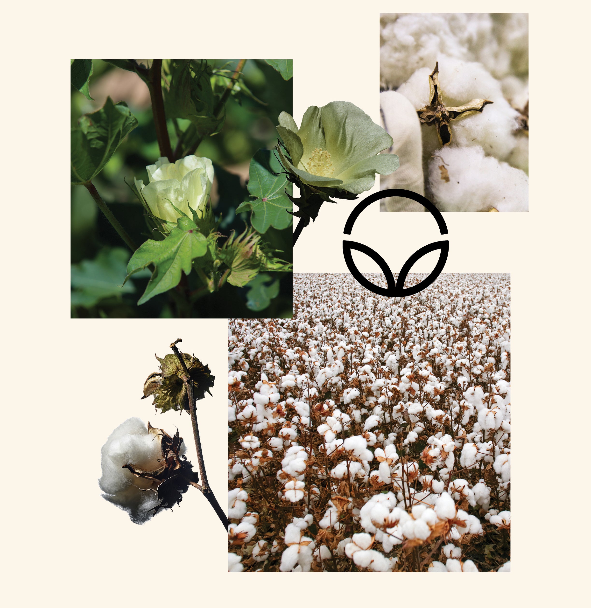 Max_Good-Earth-Cotton_Landing-Page__06